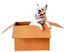 Dog Box